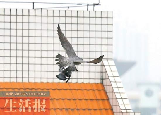 2 突然，一只鹞鹰迅速地抓住一只鸽子