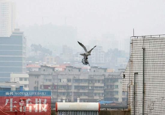 3 捕食成功的鹞鹰洋洋自得地离去