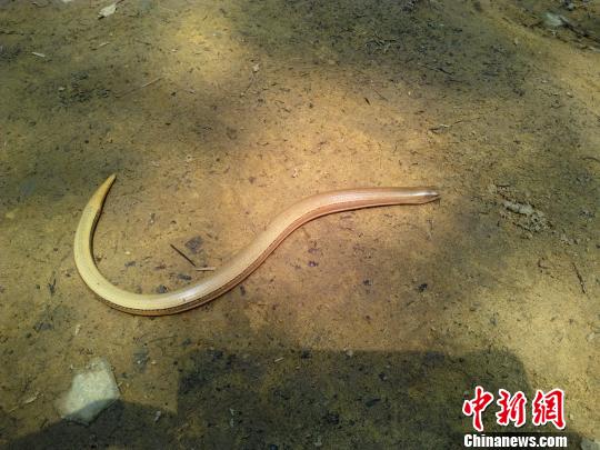 图为工作人员在巡山护林途中偶然拍摄到的“蛇蜥”。　王二志　摄