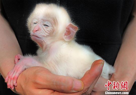 湖北宜昌诞生疑似罕见白化猕猴 引围观拍照(图)