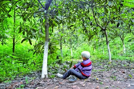 六旬老太从树上下来,不小心扭伤脚。