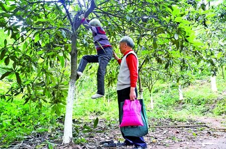 昨日,照母山,六旬老太从树上下来。 本组图片均由记者 郑三波 摄