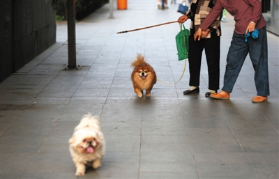5月9日，慈云寺桥，两位遛狗的市民一个拴着狗绳，一个没拴狗绳。 新京报记者 薛珺 摄