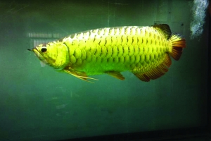 金龙鱼网络图片