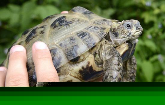 小乌龟走失1年被主人找回 仅爬出1.6公里(图)