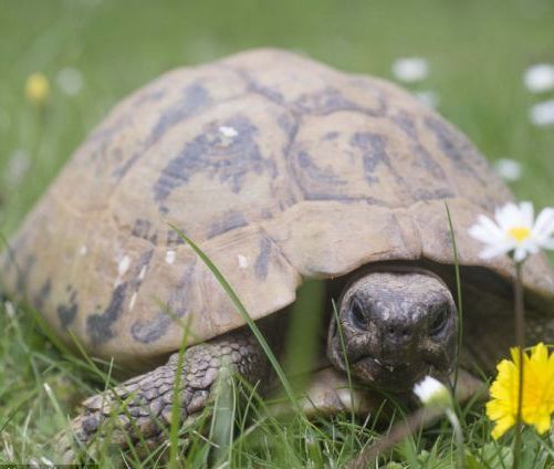116岁乌龟成英国最年长宠物曾经历两次世界大战
