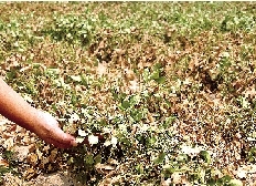 7月28日,温县黄河滩区田地里的庄稼苗因干旱而枯黄。 新华社发