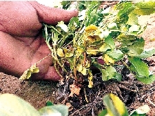 中牟县姚家镇雍家村边的花生秧,因干旱已经开始枯萎发黄。