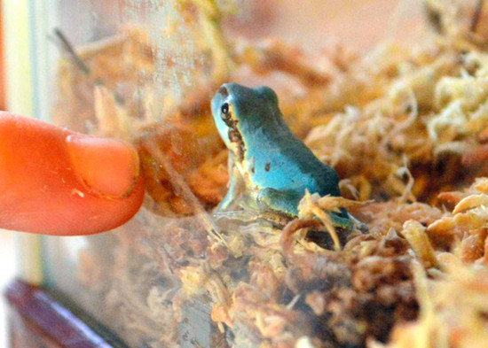 青蛙体长约2厘米,背部泛着浅蓝色。