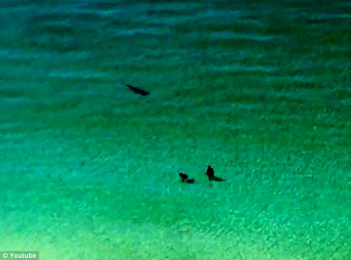 情侣在鲨鱼旁游泳毫无察觉幸未致人员伤亡(图)