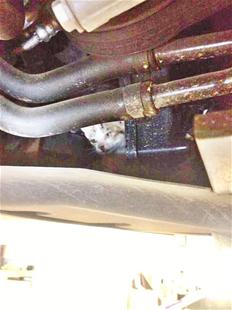 楚天都市报讯 (记者刘利鹏)顽皮小猫钻进了发动机舱,奥迪车主请修车工拆开发动机舱,将小猫救出。昨日,车主李小姐说,小猫也是一条生命,这样做值得。