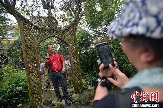 9月22日,成都市郫县一生长了近100年的紫薇树吸引了众多拍摄者。这棵树在生长过程中被人为打造,便逐渐生长成门形,其估价也达到了200万人民币。中新社发 张浪摄