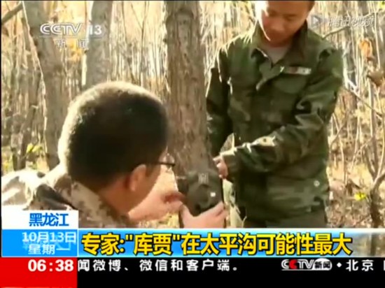 黑龙江发现疑似俄罗斯入境东北虎踪迹截图