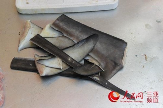 网曝三亚渔民宰杀白鲨 渔政部门已介入调查