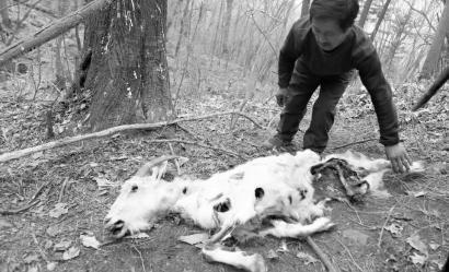 专家们在山上找到了被啃食后的山羊本报记者王强摄