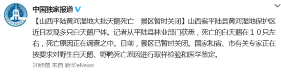 山西平陆黄河湿地多只白天鹅死亡景区暂时关闭